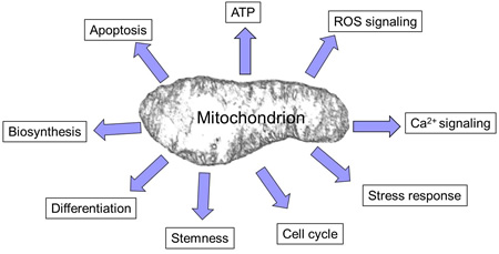 Mitochondrian
