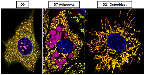 Metabolic Changes: D0; D7 Adipocyte; D21 Osteoblast