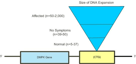 DNA expansion in chromosome 19
