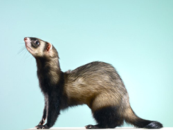 Photo of a ferret
