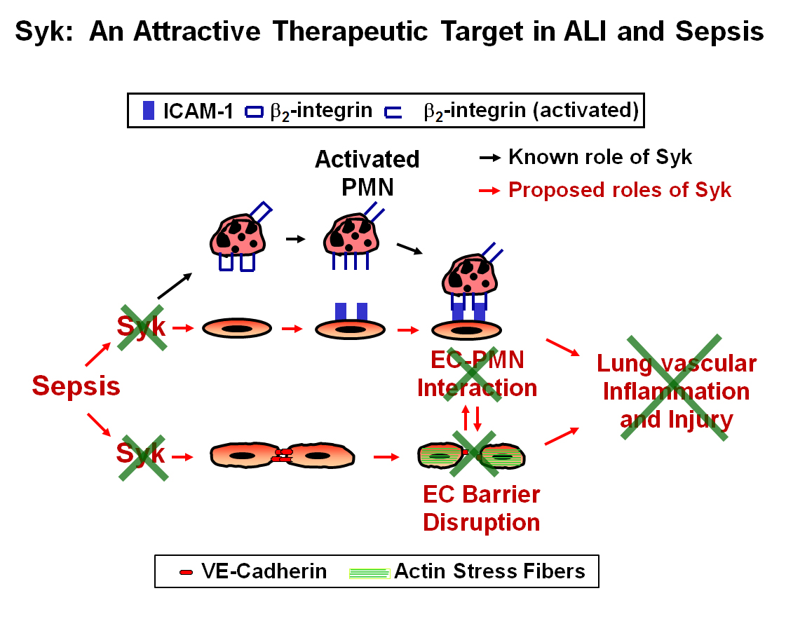 Syk:  An Attractive Therapeutic Target in ALI and Sepsis