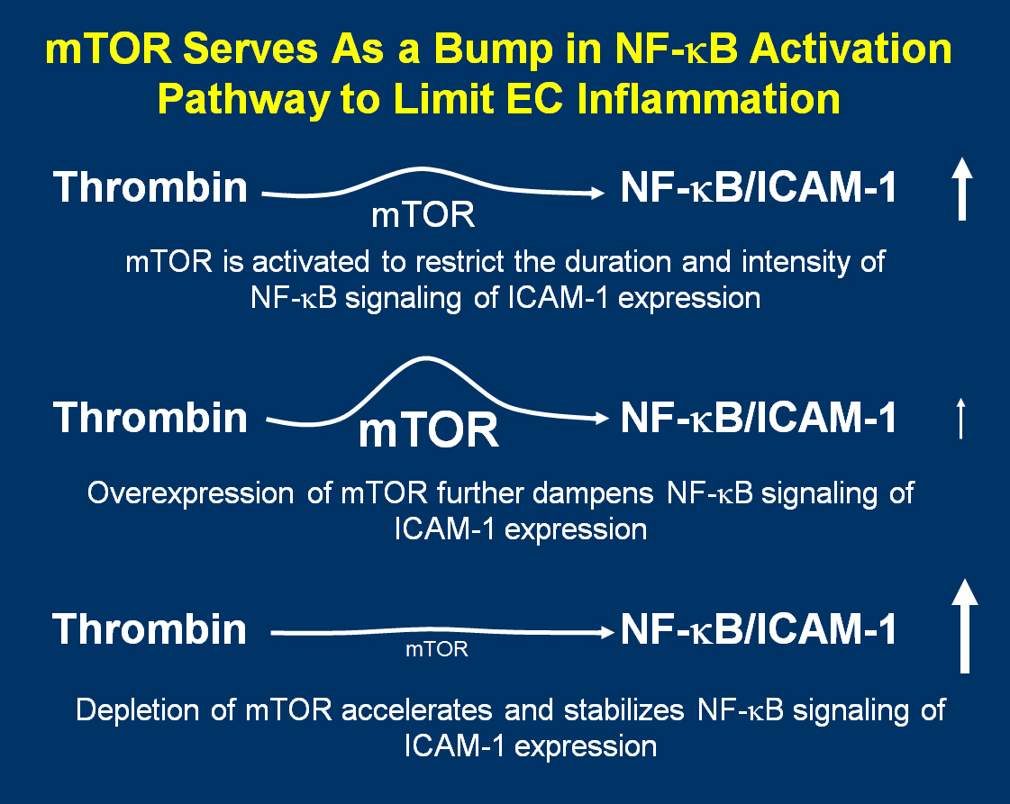 mTOR Serves As a Bump in NF-kB Activation Pathway to Limit EC Inflammation