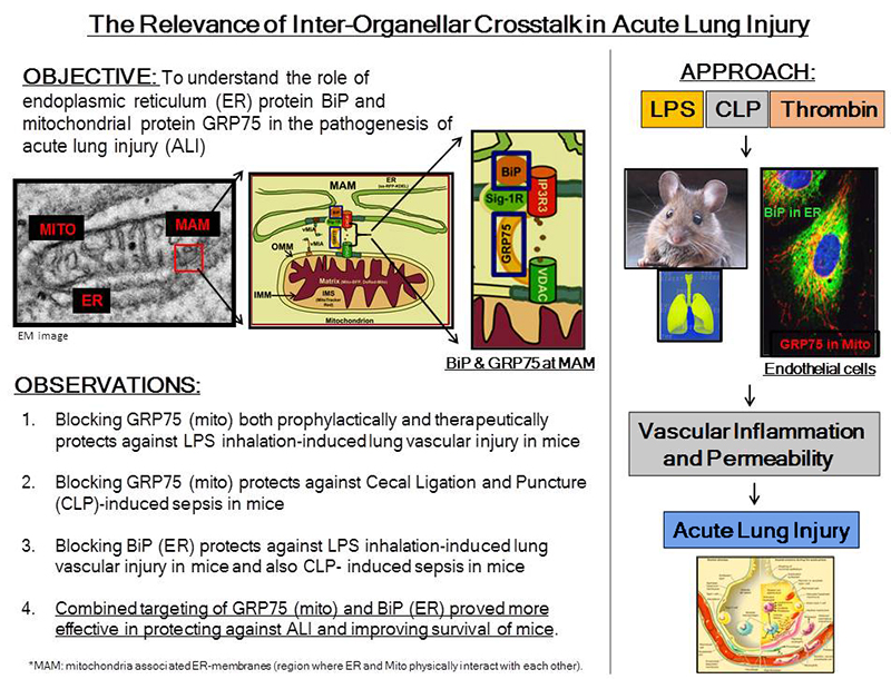 Inter-Organellar Crosstalk in Acute Lung Injury- diagram