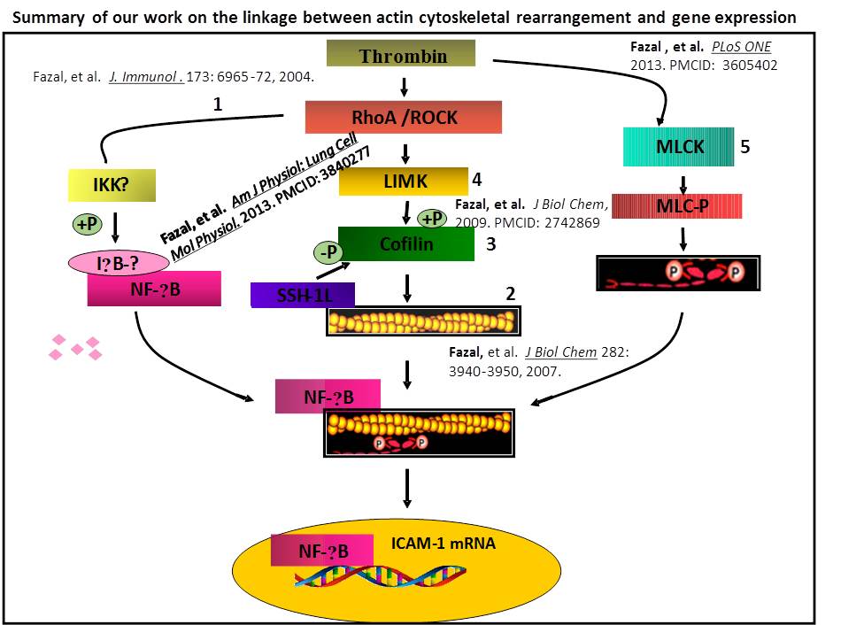 Summary of our work on the linkage between actin cytoskeletal rearrangement and gene expression.