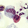 image of Protective Immune Components