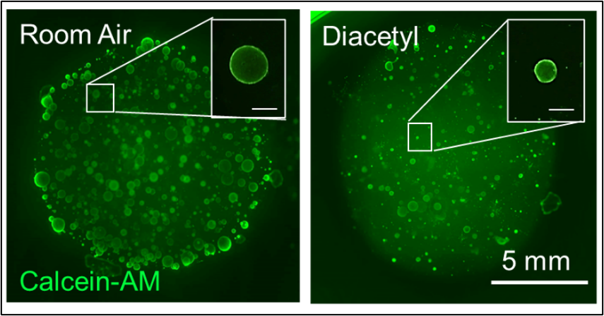 Organoid culture exposed to Room Air (left) or Diacetyl (right) and stained for live cells with the calcein-AM (fluorescent green dye)