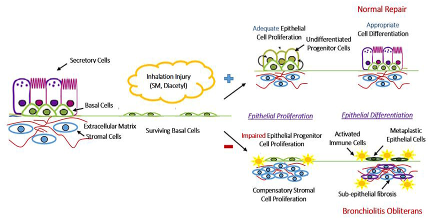Cell Proliferation Diagram