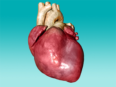 Image of a heart