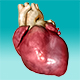 Effect of Neonatal Hyperoxia on Cardiovascular Disease