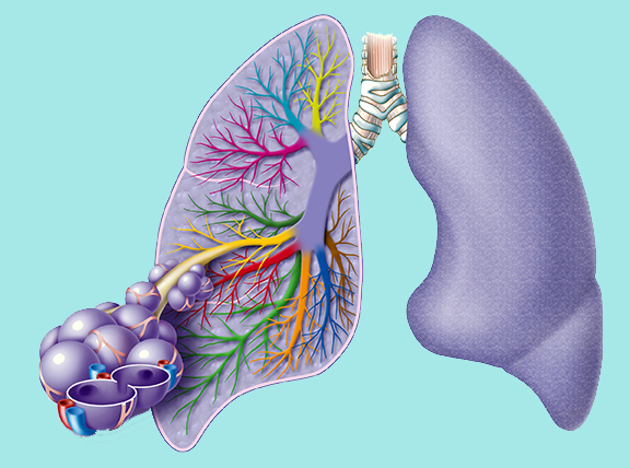 Graphic of lung