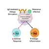 Graphic - IgE-mediated inhibition of innate cell antiviral responses