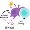 Graphic - Type I interferon as a regulator of allergic inflammation