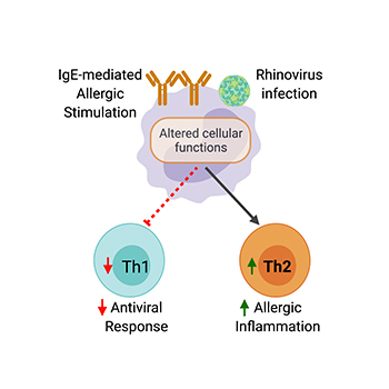 Rowe Lab - IgE-mediated inhibition of innate cell antiviral responses