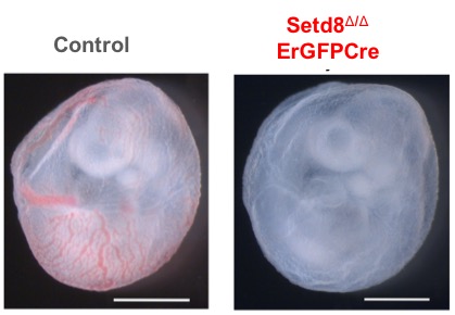 Epigenetic Control of Erythropoeisis Setd8-ErGFPCre