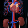 kidneys & heart icon