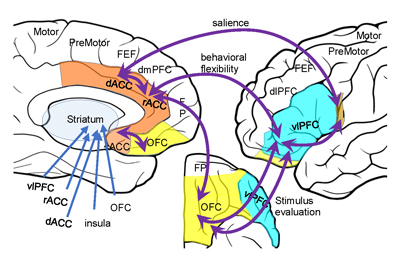 Illustration of brain circuits