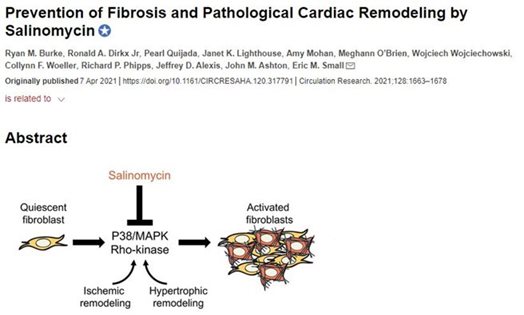 Prevention of Fibrosis and Pathological Cardiac Remodeling by Salinomycin paper published by the University of Rochester