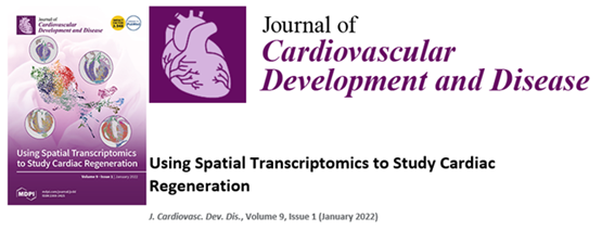 Journal of Cardiovascular Development and Disease Cover with Spatial Transcriptomics work of Dr. Eric Small
