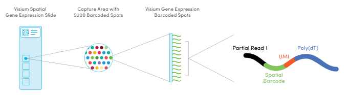Visium Spatial Gene Expression slide with 4 capture areas contains barcoded spots with millions of poly-dT oligos to capture mRNA Transcripts from tissue