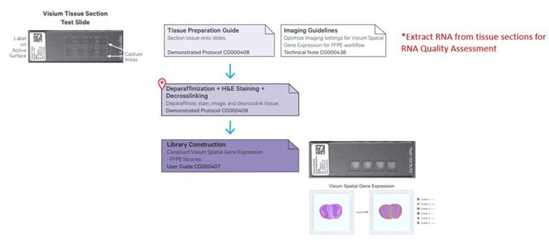 Visium Spatial FFPE Workflow including Tissue preparation, tissue test slide, and library construction