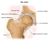 Illustration of the anatomy of the hip joint