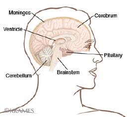 Pituitary Tumor: Frequently Asked Questions - Health ...