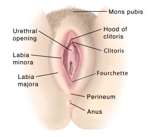 Illustration of the vulva, or female genitalia, exterior view.