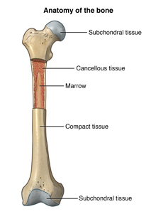 Anatomy of the Bone - Health Encyclopedia - University of Rochester