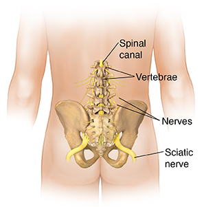 Back view of male body showing pelvis and sciatic nerve.
