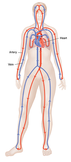 Front view of female body showing arteries, veins, heart, and lungs with closed circulation system. 