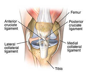 Front view of knee joint showing ligaments.