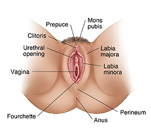 Female external genitals.