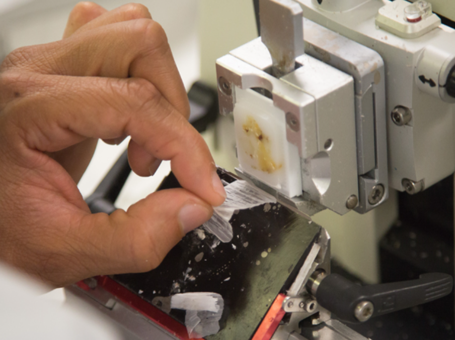 Green Light for Histotechnology Advanced Certificate