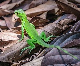 Cancer Biology, thanks to Green Lizards