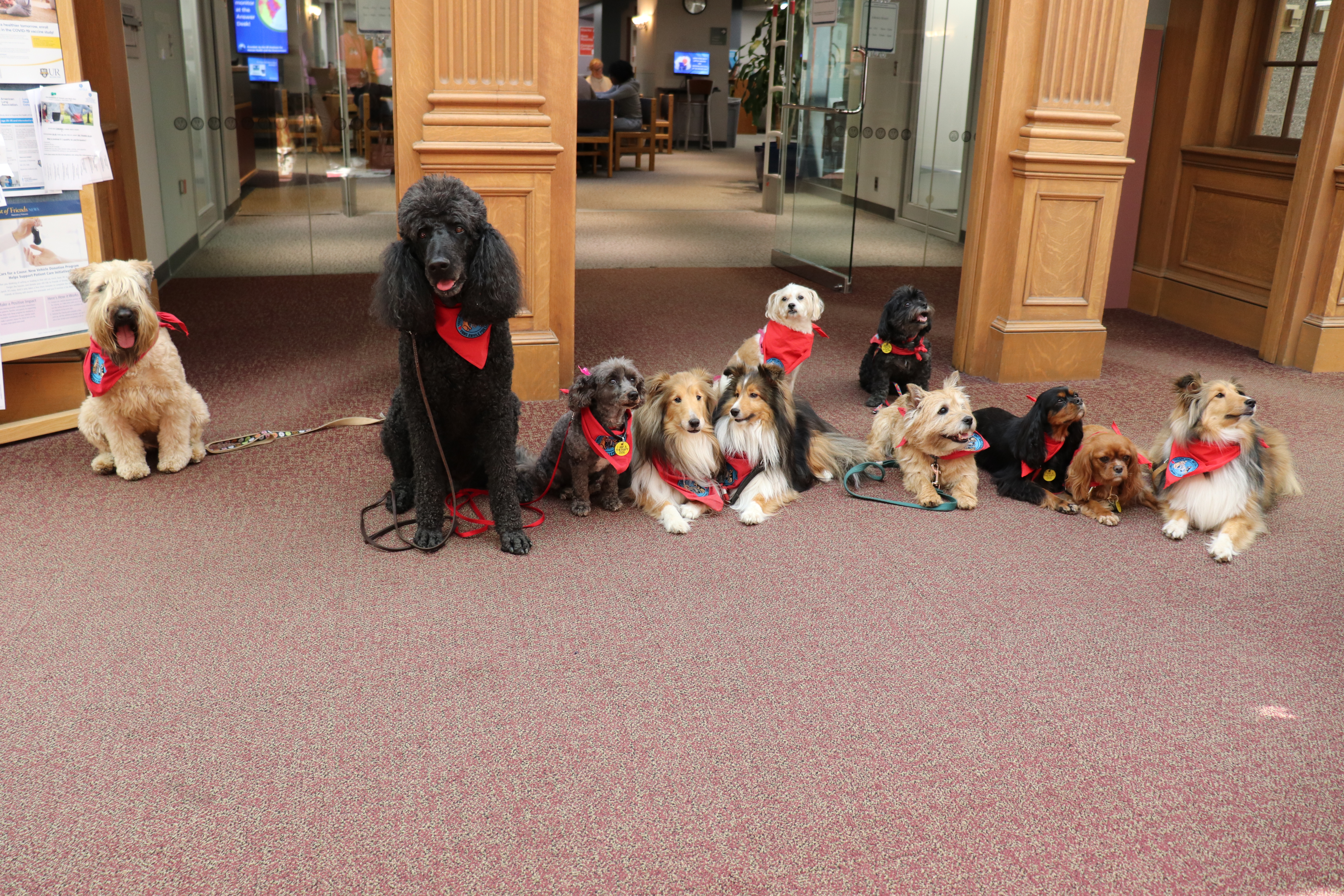 PETS Therapy Program Dogs