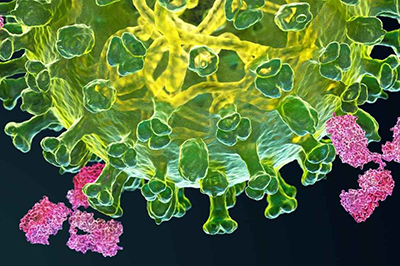 Hidden Immune Cells in the Lung Could Lead to Better Flu Vaccines