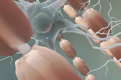 From Dish to Brain: Researchers Chart Human Glial Cell Maturation