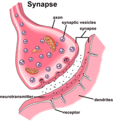 Representation of the structure of a synapse