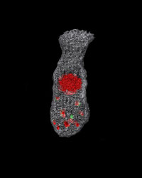 Cochlear Inner Hair Cell