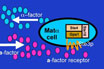 Cell Signaling & Metabolic Regulation