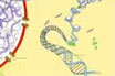 Chromatin Structure, Gene Regulation &amp; Repair