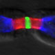 Ion channels are distributed at specific sites in neurons