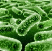 Image of Acinetobacter baumannii