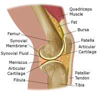 Image of the Knee Anatomy