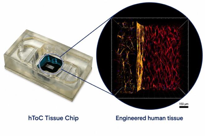 hToC Tissue on Chip