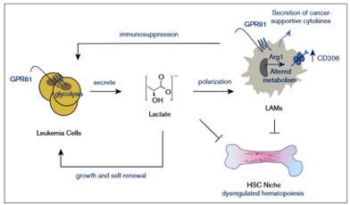 GPR81 Signaling Diagram