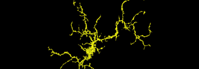 Dancing neurons