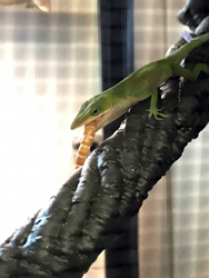 Lizard photo 1
