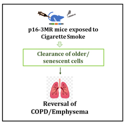 Schematic of reversing lung aging