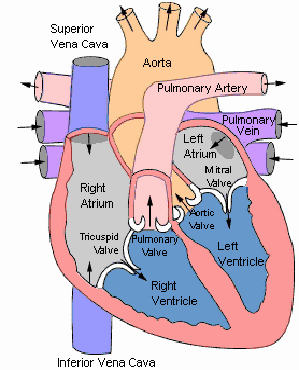 Diagram of a heart detailing all major sections.